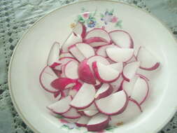 Image of cultivated radish