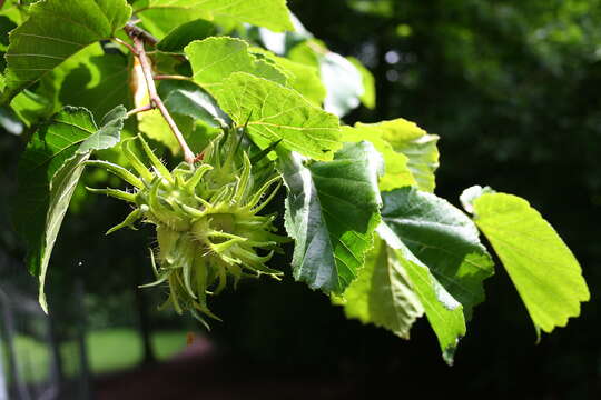 Image of Turkish Hazel