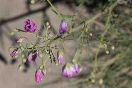 Image of Lecanophora ecristata (A. Gray) Krapov.