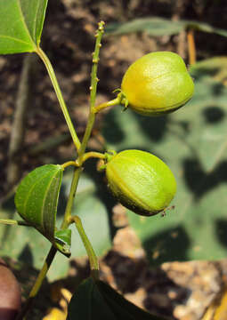 Image of purging croton