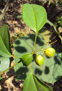 Image of purging croton