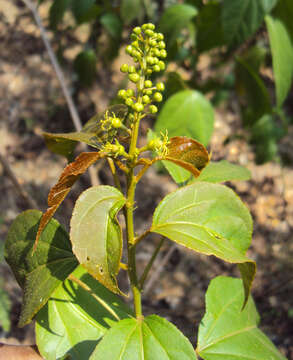 Image of purging croton