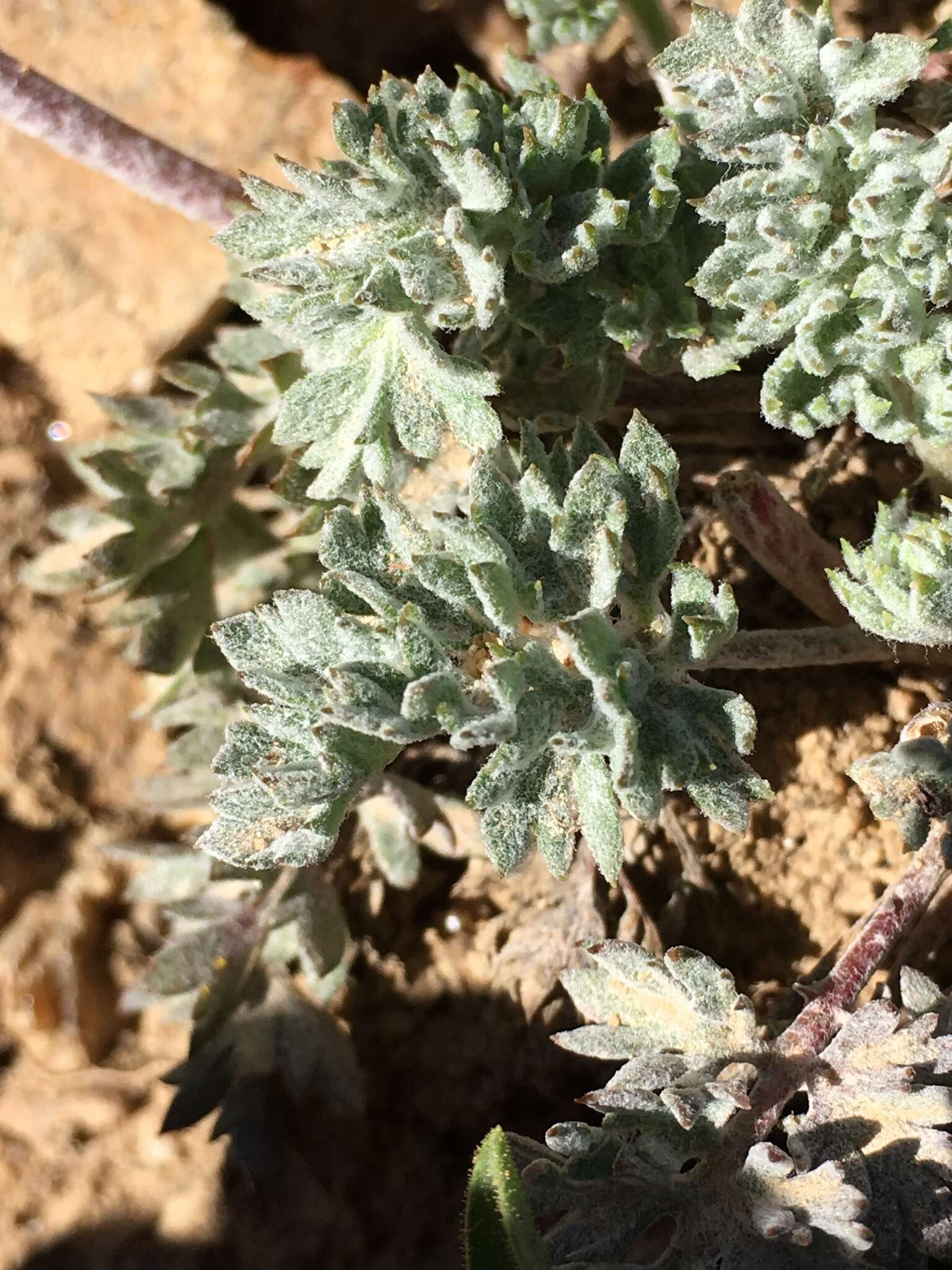 Image of featherleaf kittentails