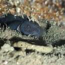 Image of New Zealand black goby