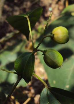 Image of purging croton