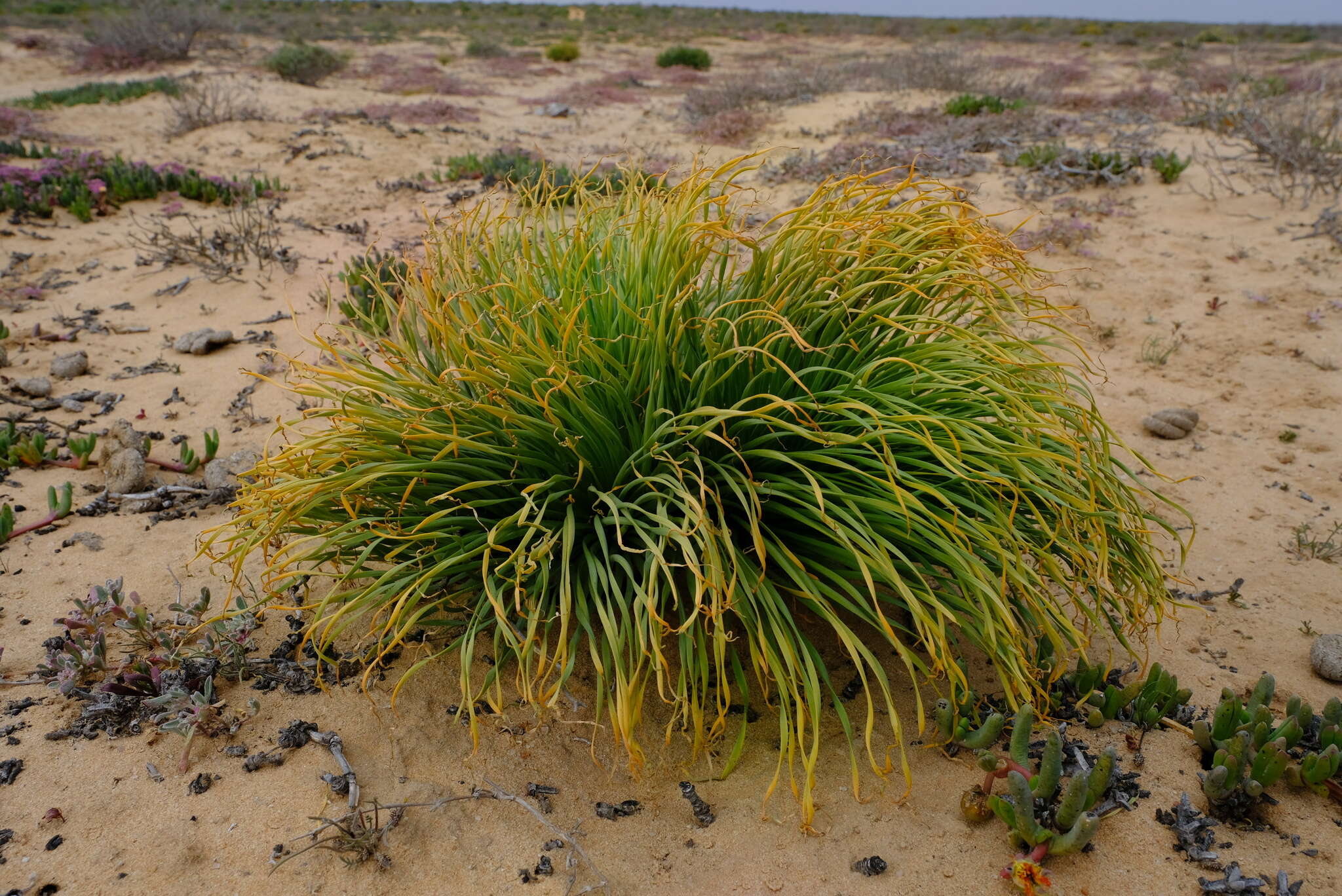 Image de Gethyllis grandiflora L. Bolus