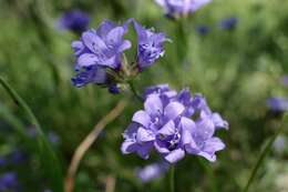 Image of California gilia