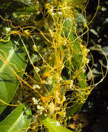 Image of Cuscuta chinensis Lam.