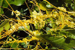 Image of Cuscuta chinensis Lam.