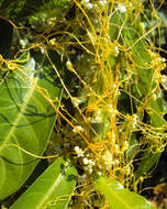 Image of Cuscuta chinensis Lam.