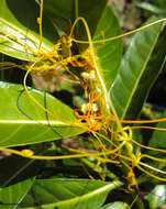 Image of Cuscuta chinensis Lam.