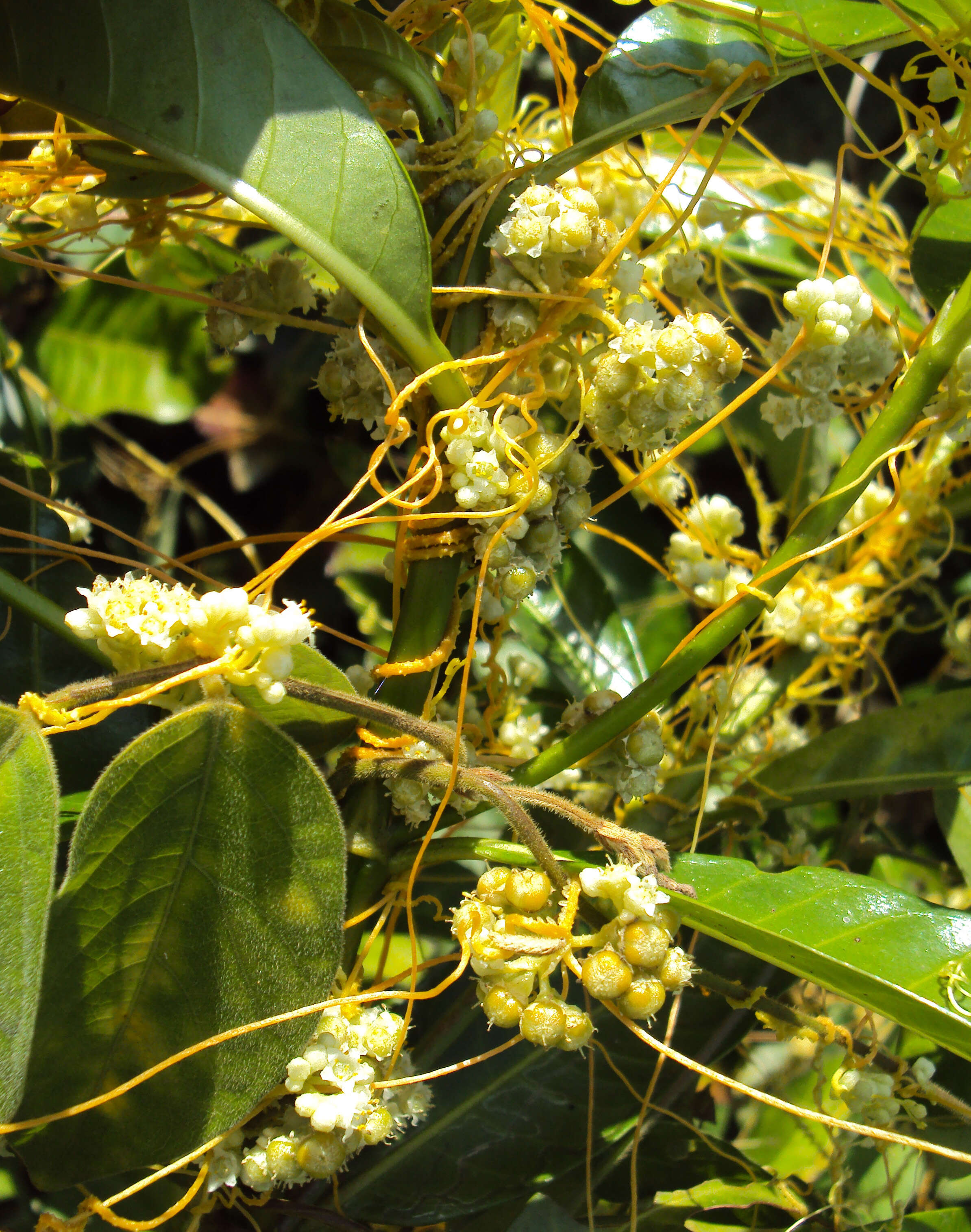 Image of Cuscuta chinensis Lam.