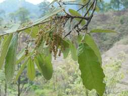 صورة Quercus peduncularis Née