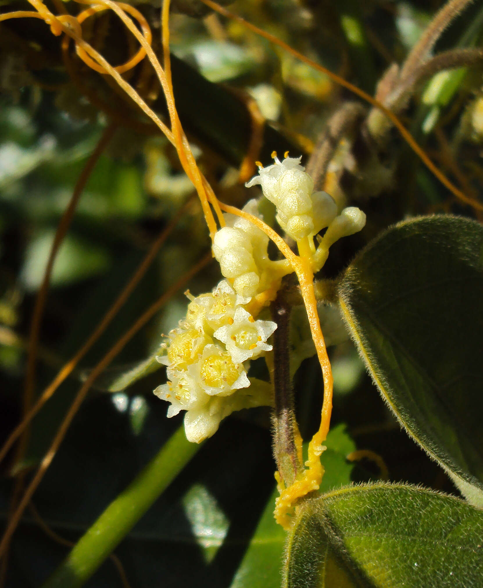 Image of Cuscuta chinensis Lam.