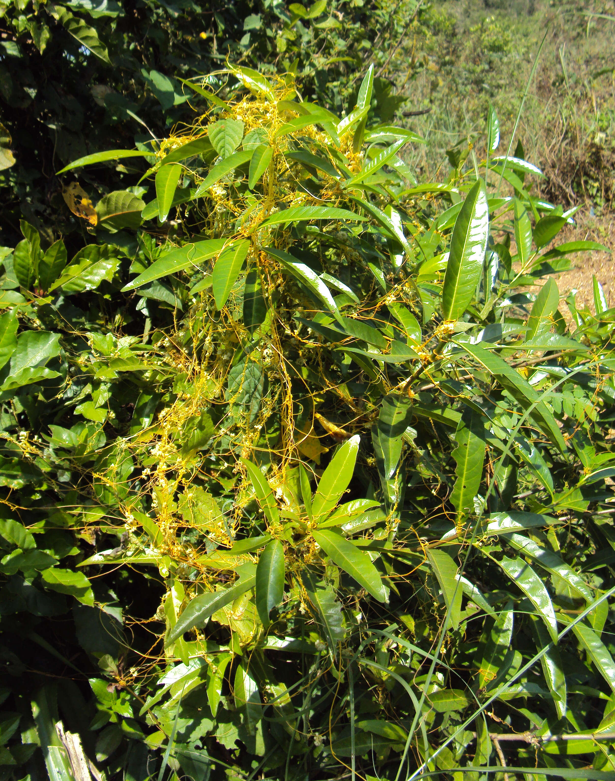 Image of Cuscuta chinensis Lam.