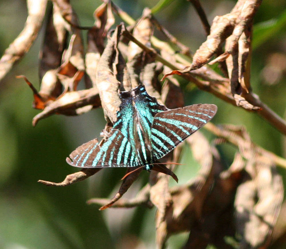 Image of Urania boisduvalii