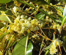 Image of Cuscuta chinensis Lam.