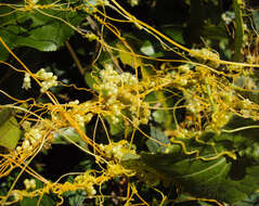 Image of Cuscuta chinensis Lam.