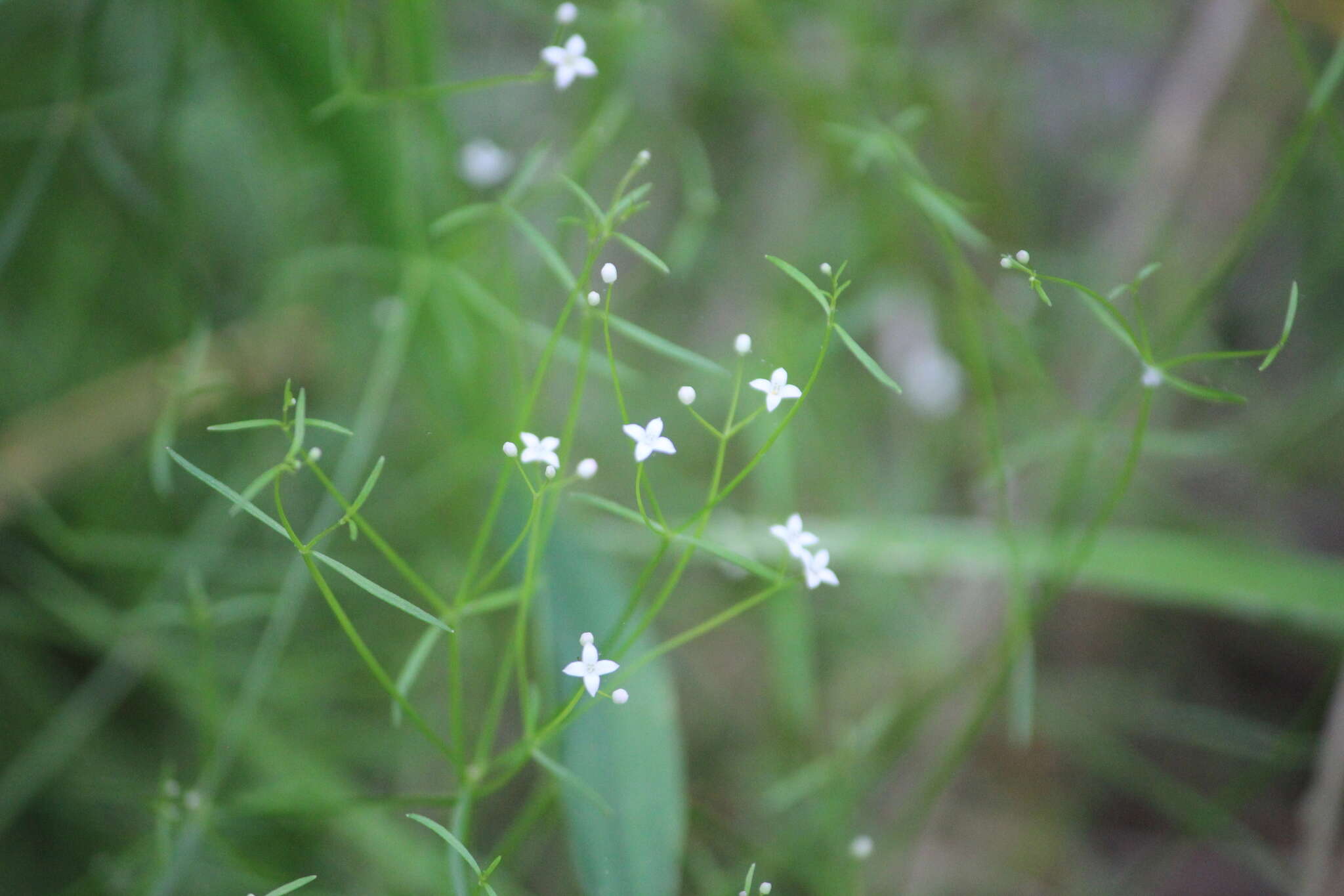 Plancia ëd Galium obtusum subsp. filifolium (Wiegand) Puff