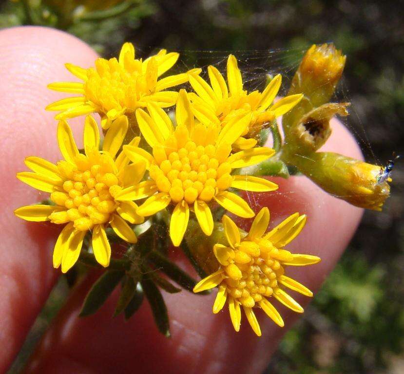 Image of Oedera genistifolia (L.) A. A. Anderberg & K. Bremer