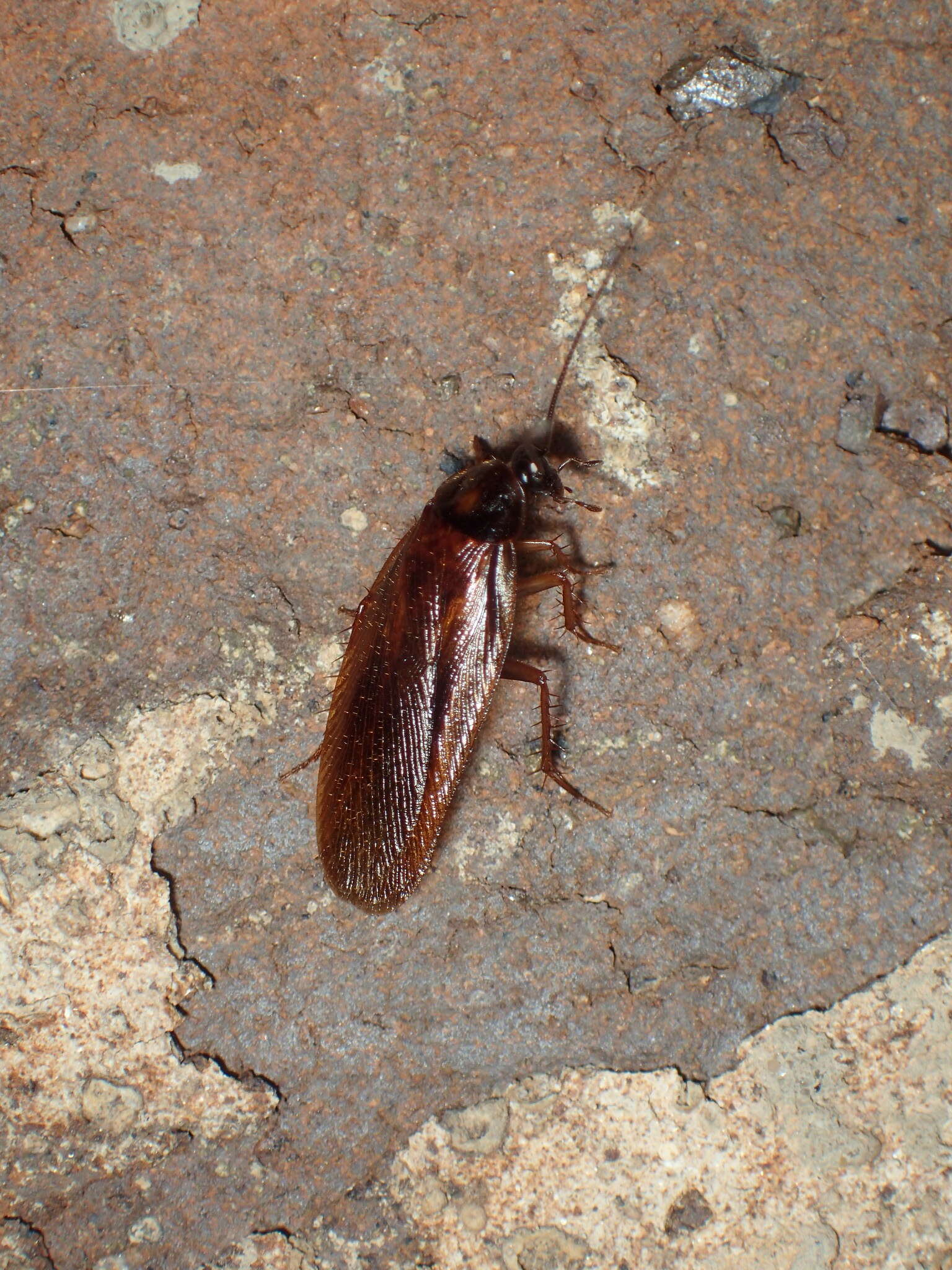 Image of Boll's Wood Cockroach