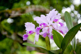 Imagem de Cattleya trianae Linden & Rchb. fil.