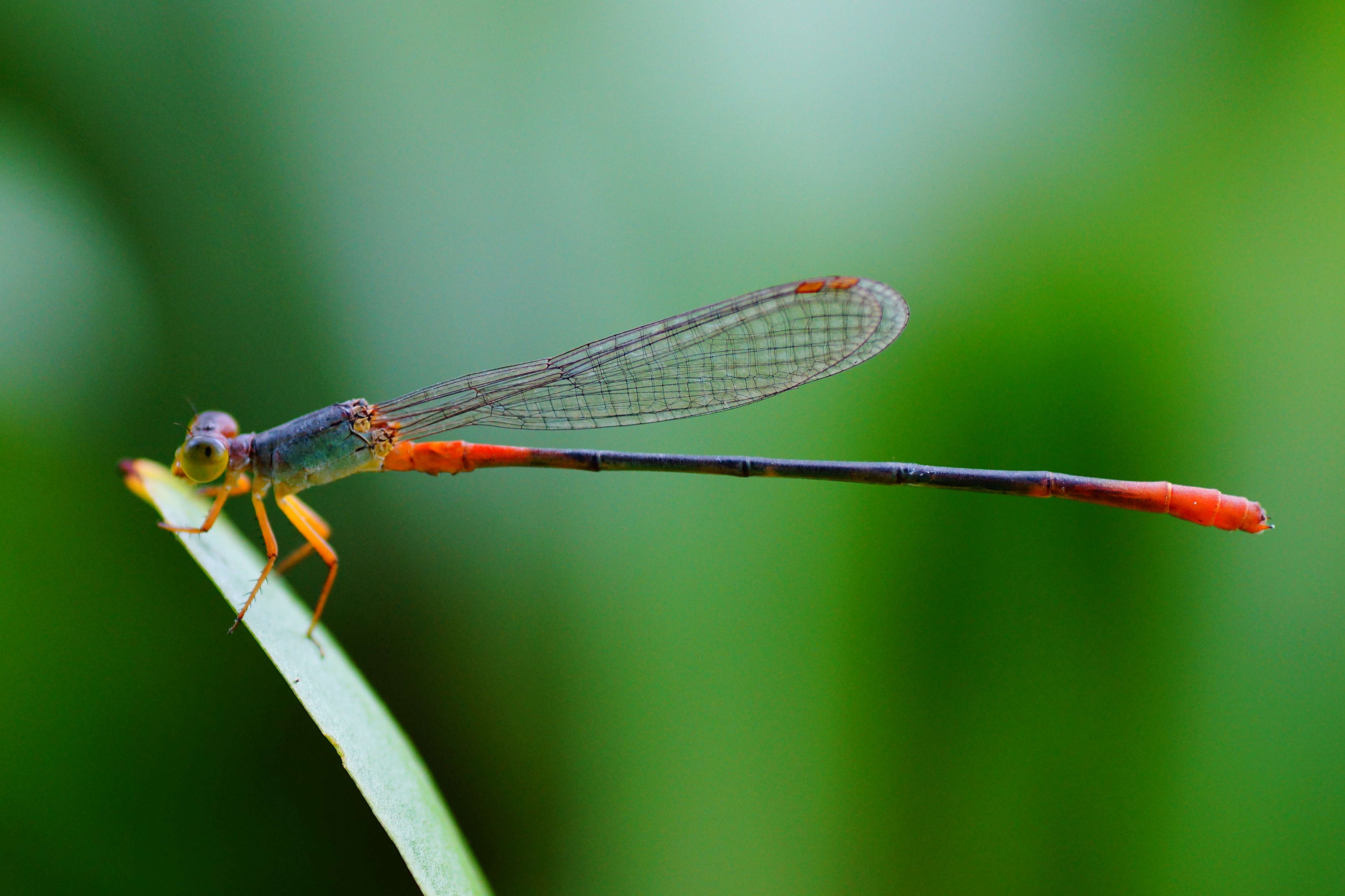 Imagem de Ceriagrion cerinorubellum (Brauer 1865)