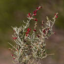 Chenopodium wilsonii S. Fuentes, Borsch & Uotila的圖片