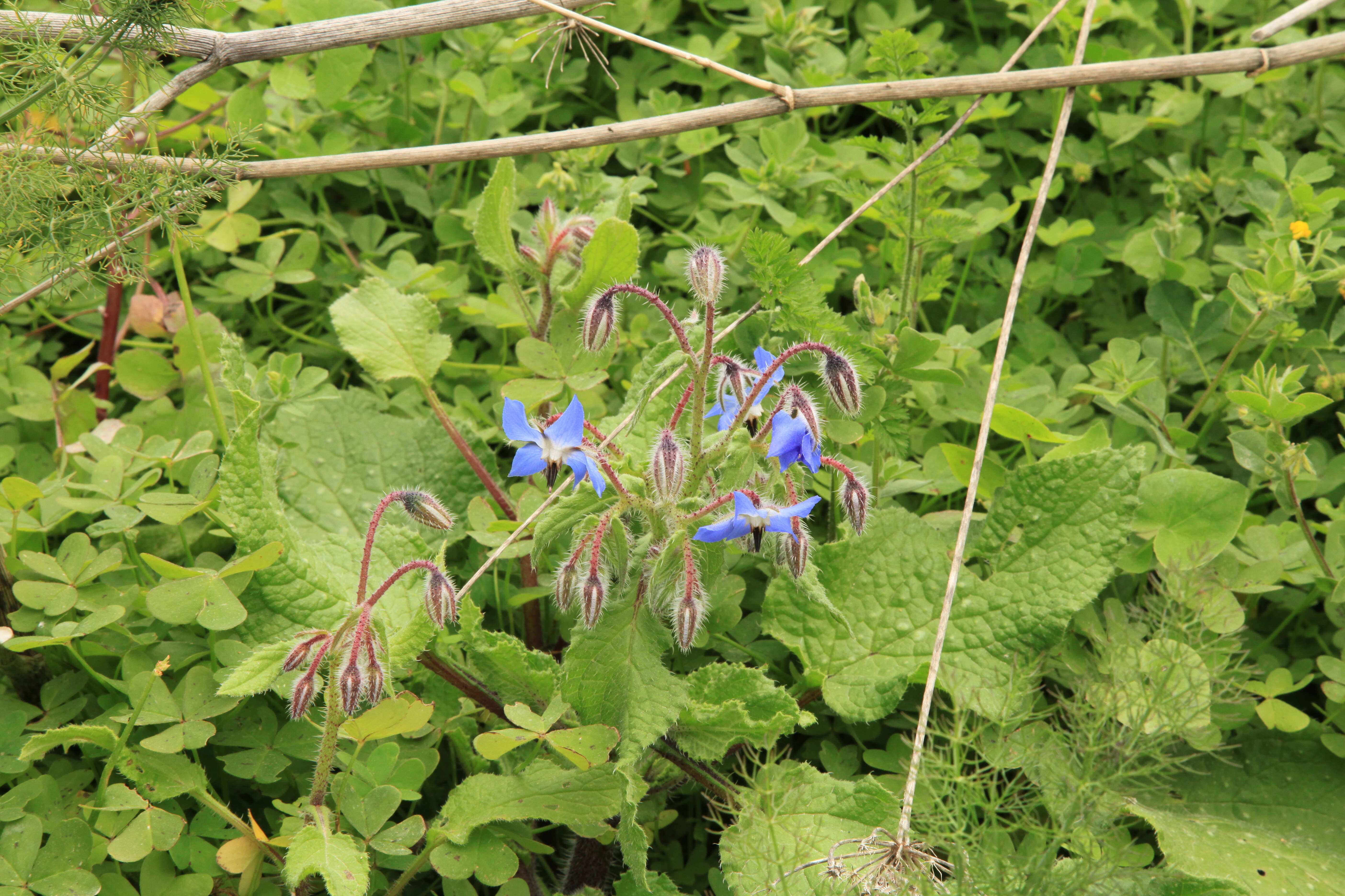 Image of borage