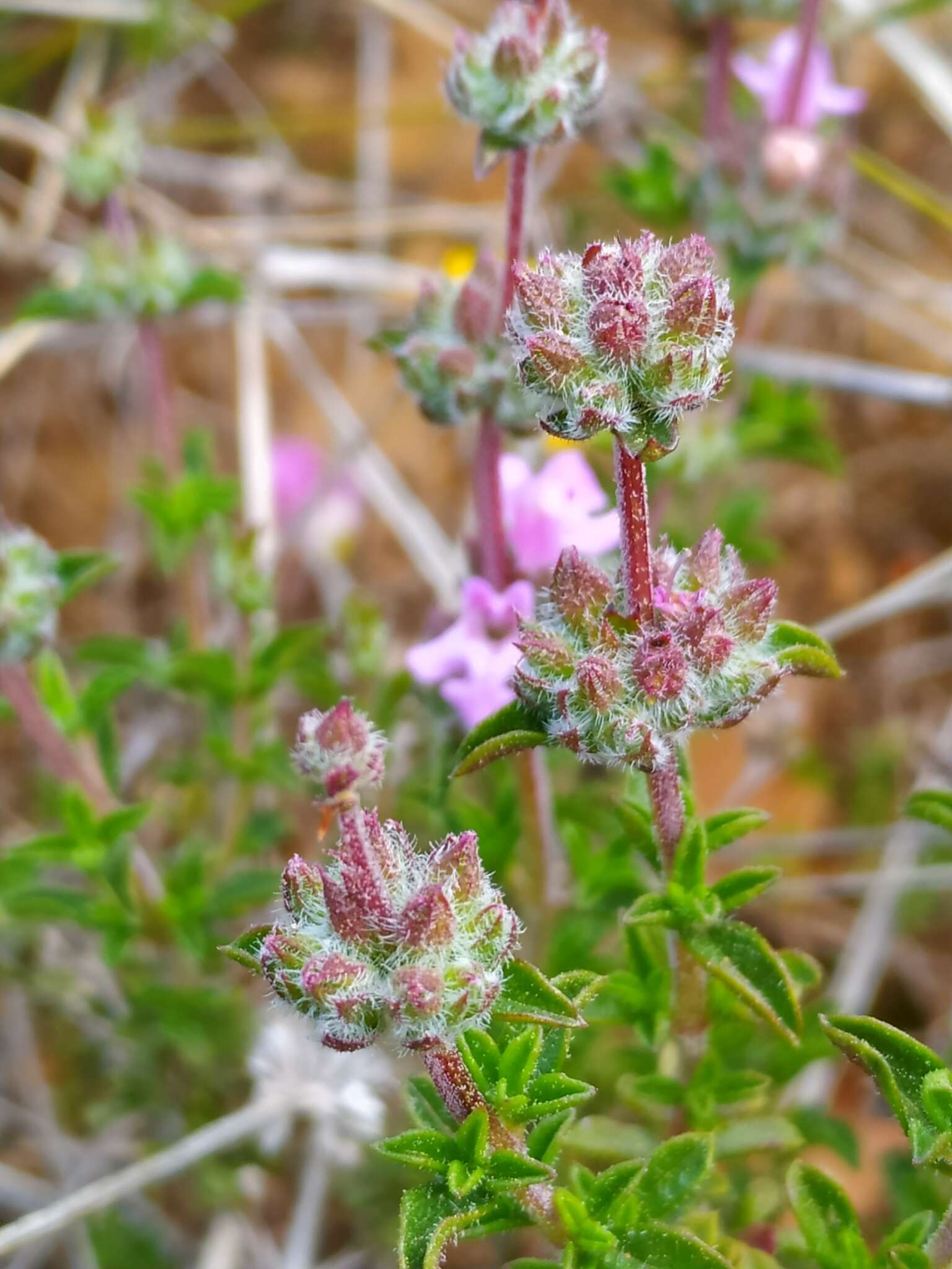 Image of Persian zatar