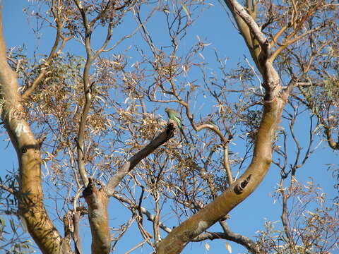 Image of Many-coloured Parakeet