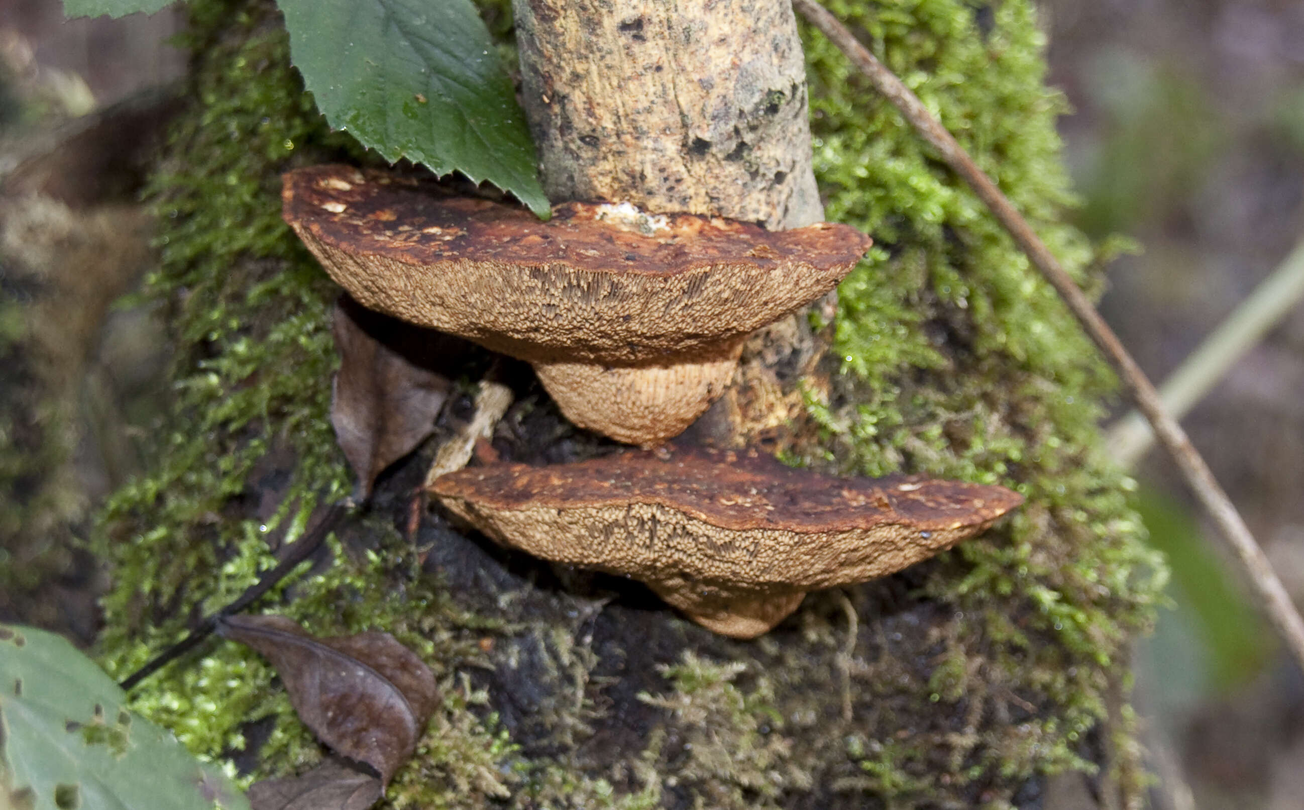 Image of Daedaleopsis confragosa (Bolton) J. Schröt. 1888