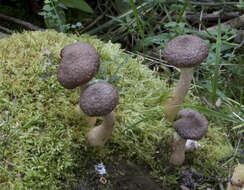 Image of Armillaria cepistipes Velen. 1920