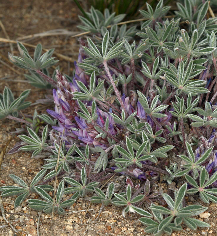 Image of stemless dwarf lupine