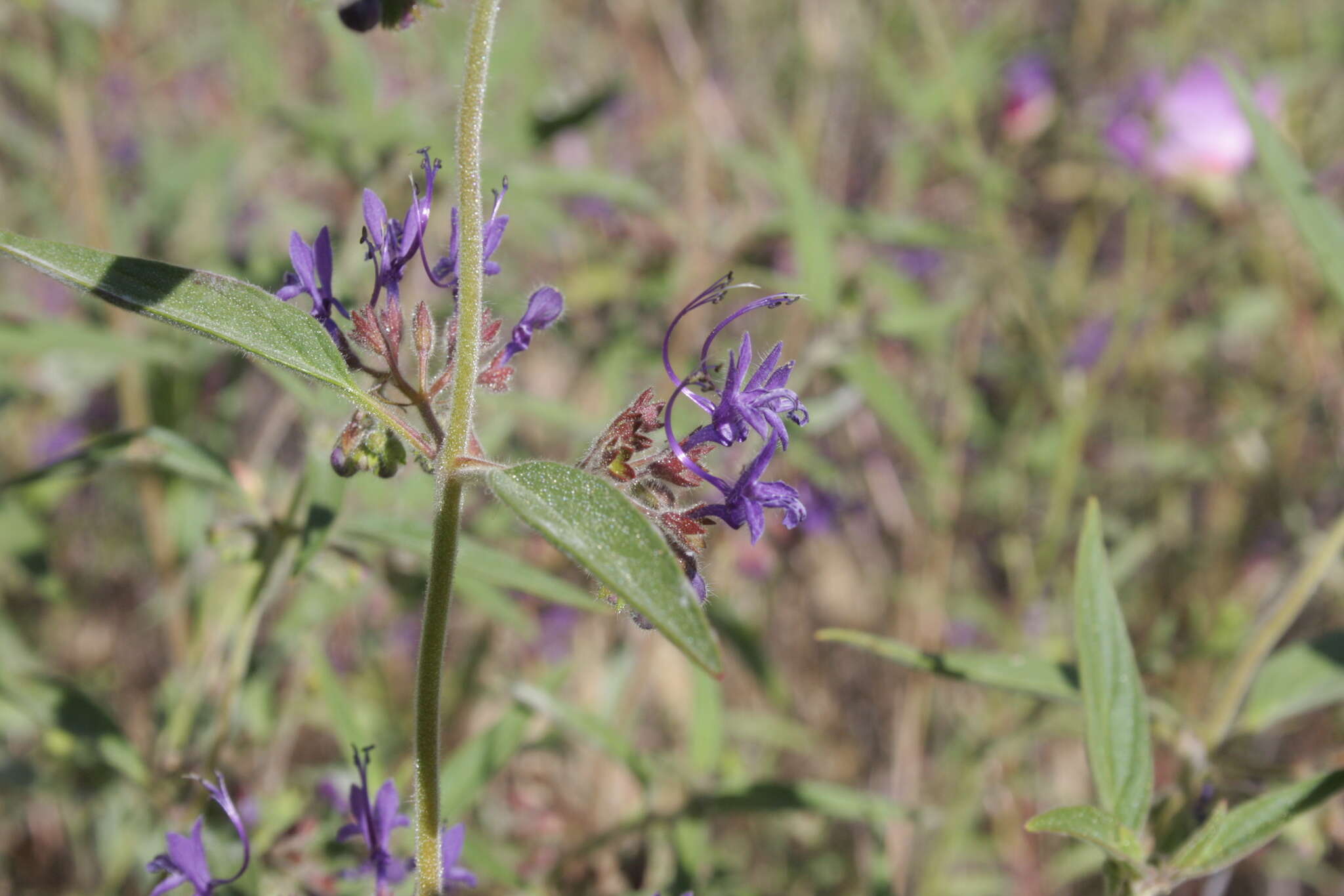 Image de Trichostema laxum A. Gray