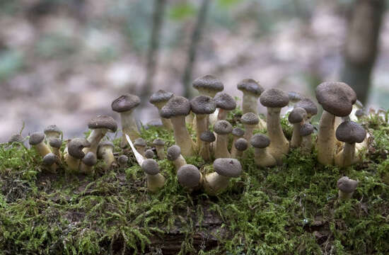 Imagem de Armillaria cepistipes Velen. 1920