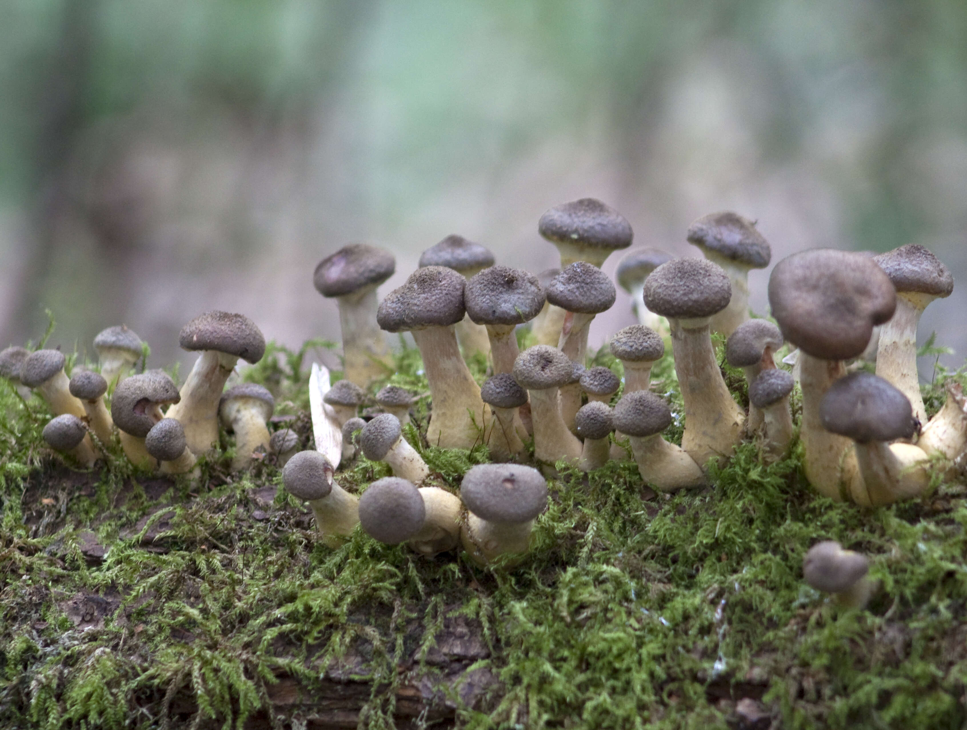 Image of Armillaria cepistipes Velen. 1920