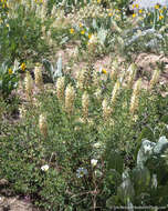 Lupinus albicaulis Douglas resmi