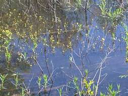 Image of yellow water buttercup