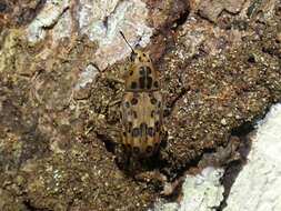 Image de Euparius polius Jordan 1904