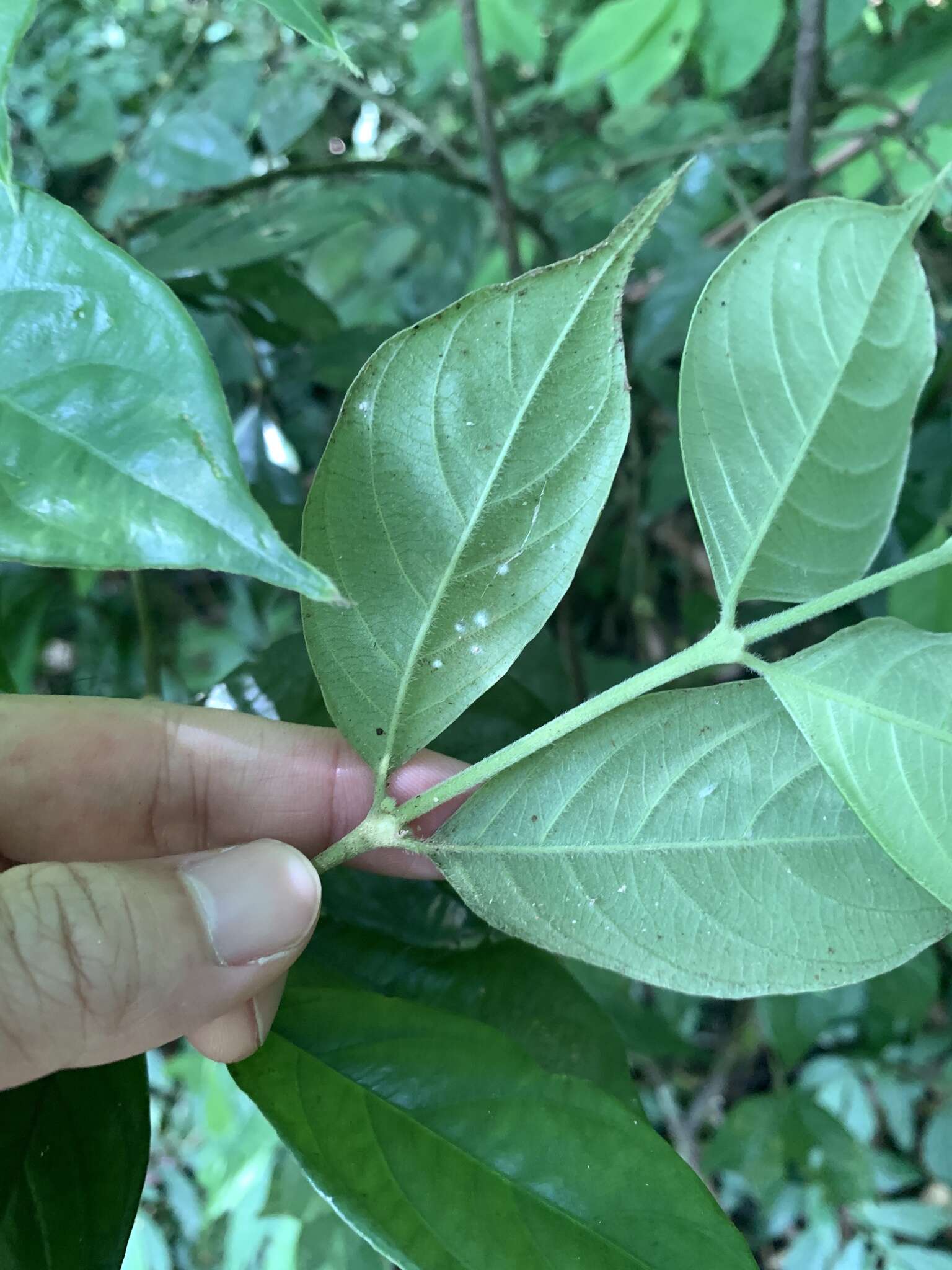 Image of Lasianthus hispidulus (Drake) Pit.