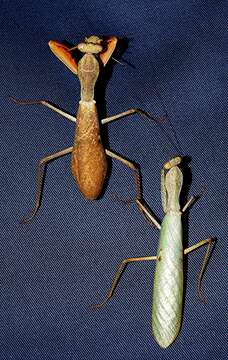 Image of African mantis