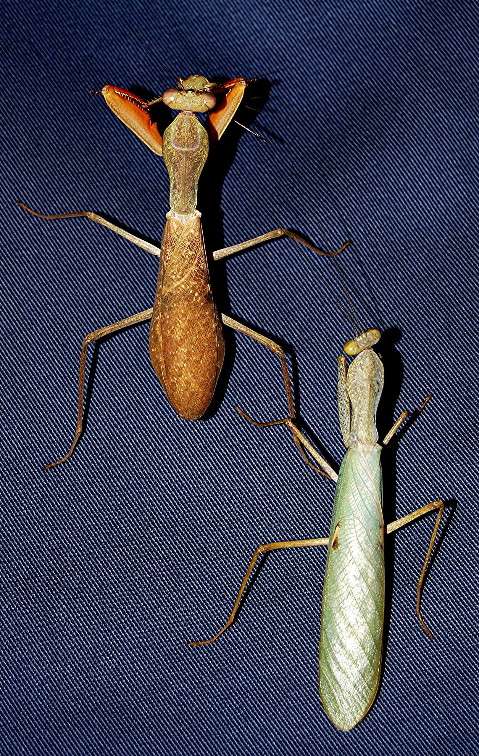 Image of African mantis