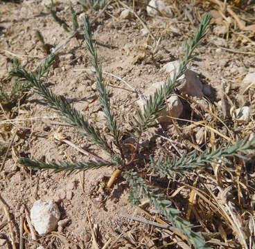 Image of meadow flax