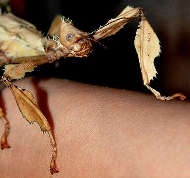 Image of giant stick insect