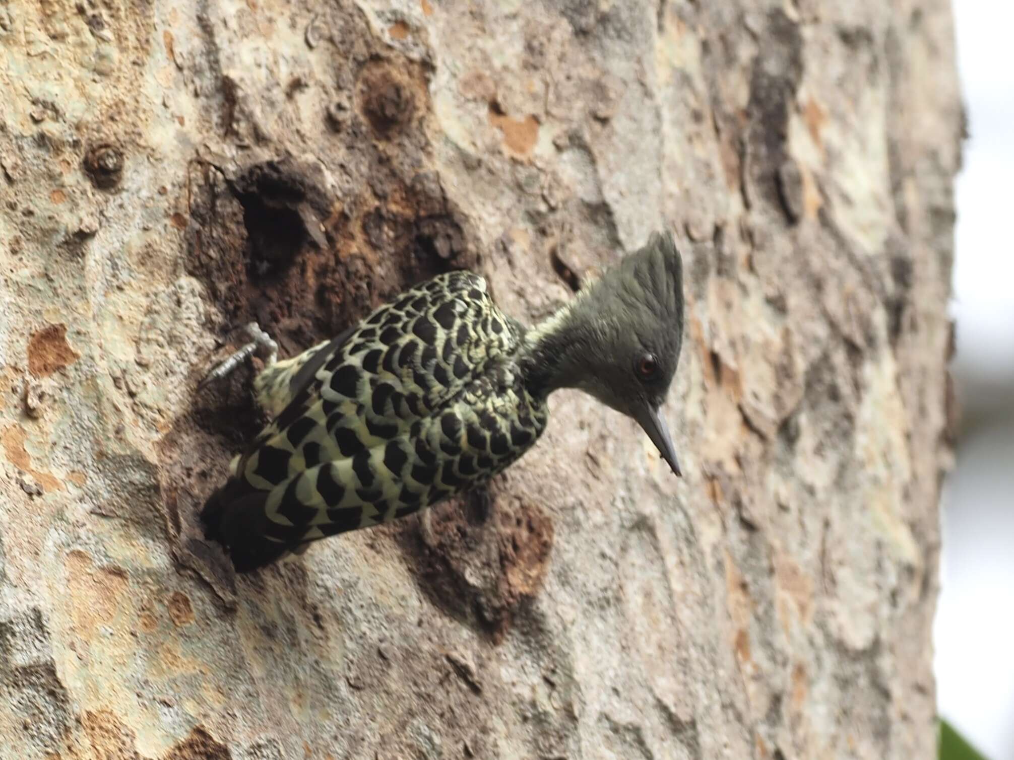 Image of Grey-and-buff Woodpecker