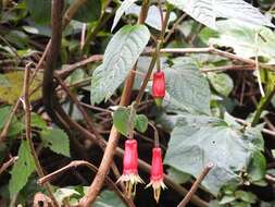 Imagem de Fuchsia splendens Zucc.