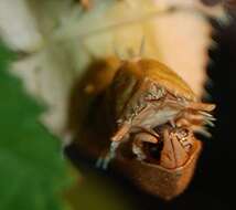 Image of giant stick insect