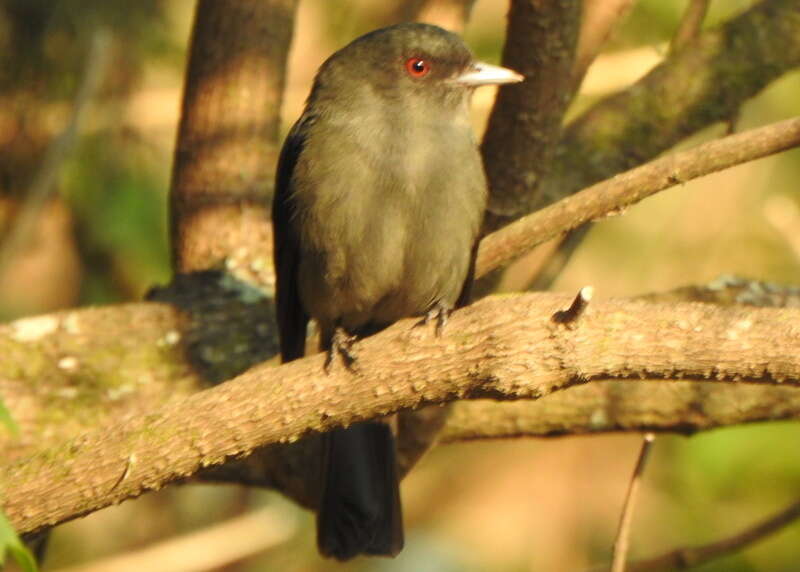 Image of Plumbeous Tyrant