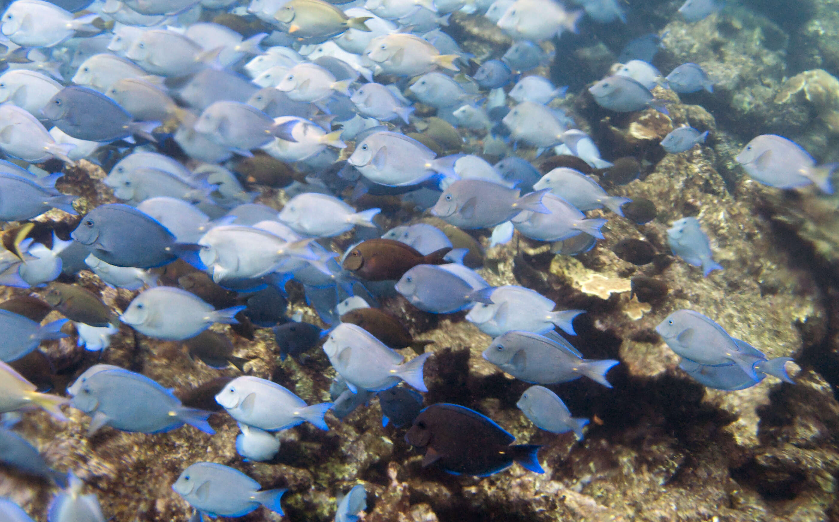 藍刺尾魚的图像